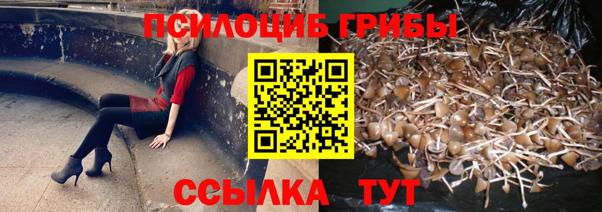 Псилоцибиновые грибы Psilocybine cubensis Солнечногорск